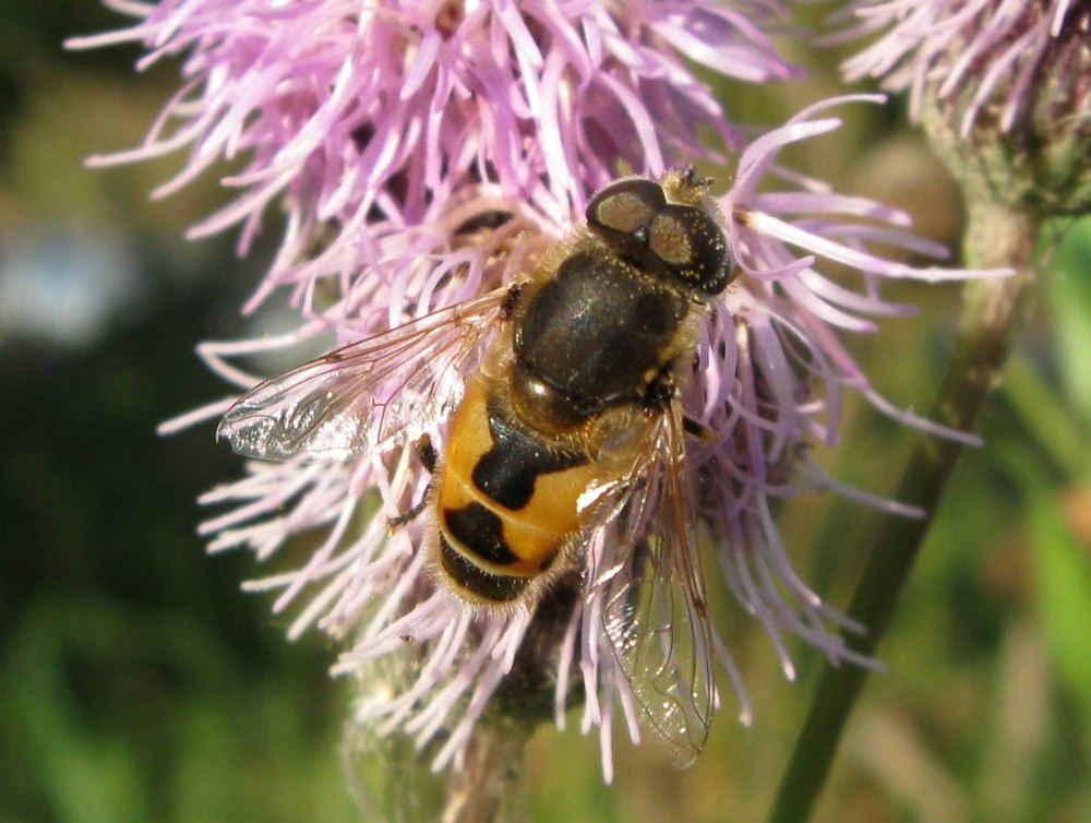 Журчалка Ильница