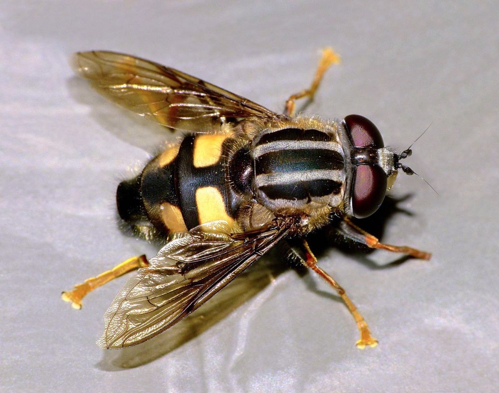 Helophilus