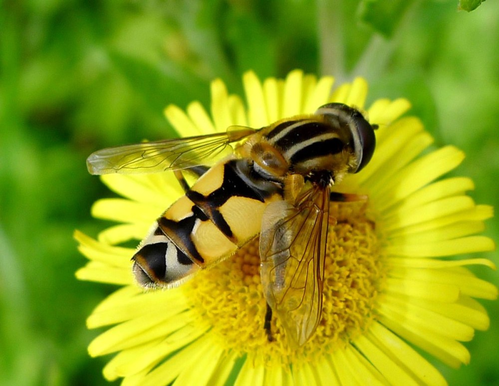 Насекомое Муха журчалка