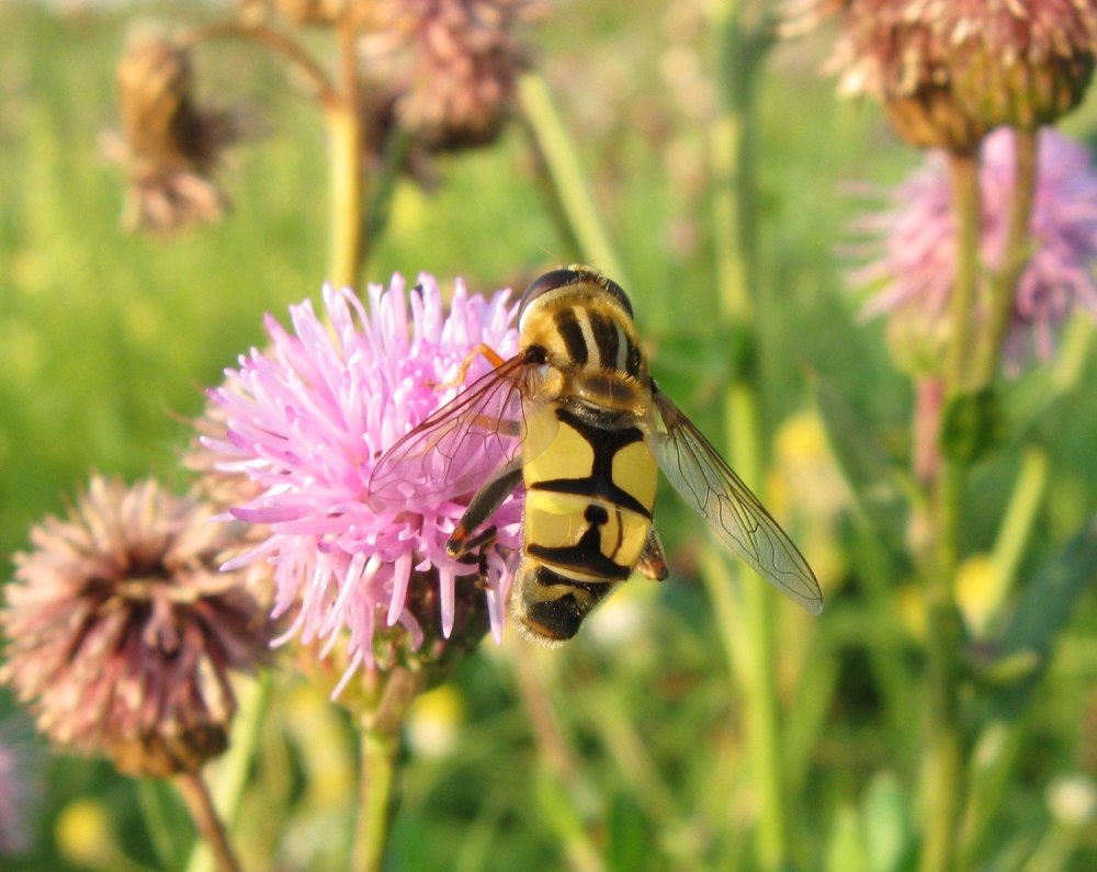 Helophilus trivittatus