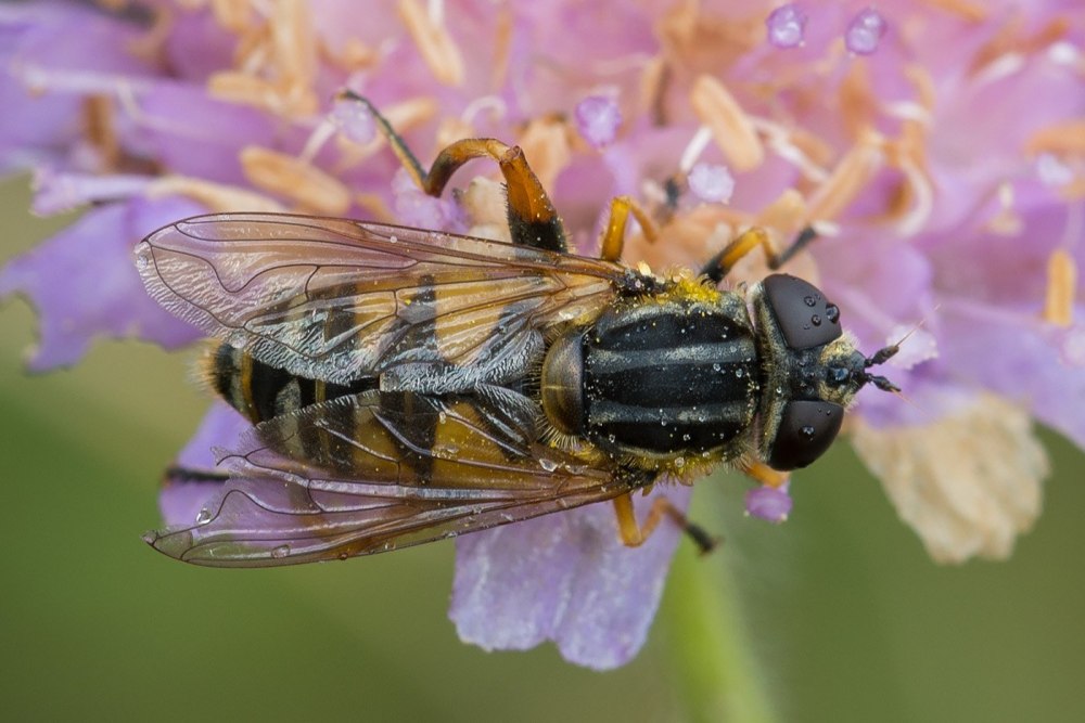 Ильница насекомое