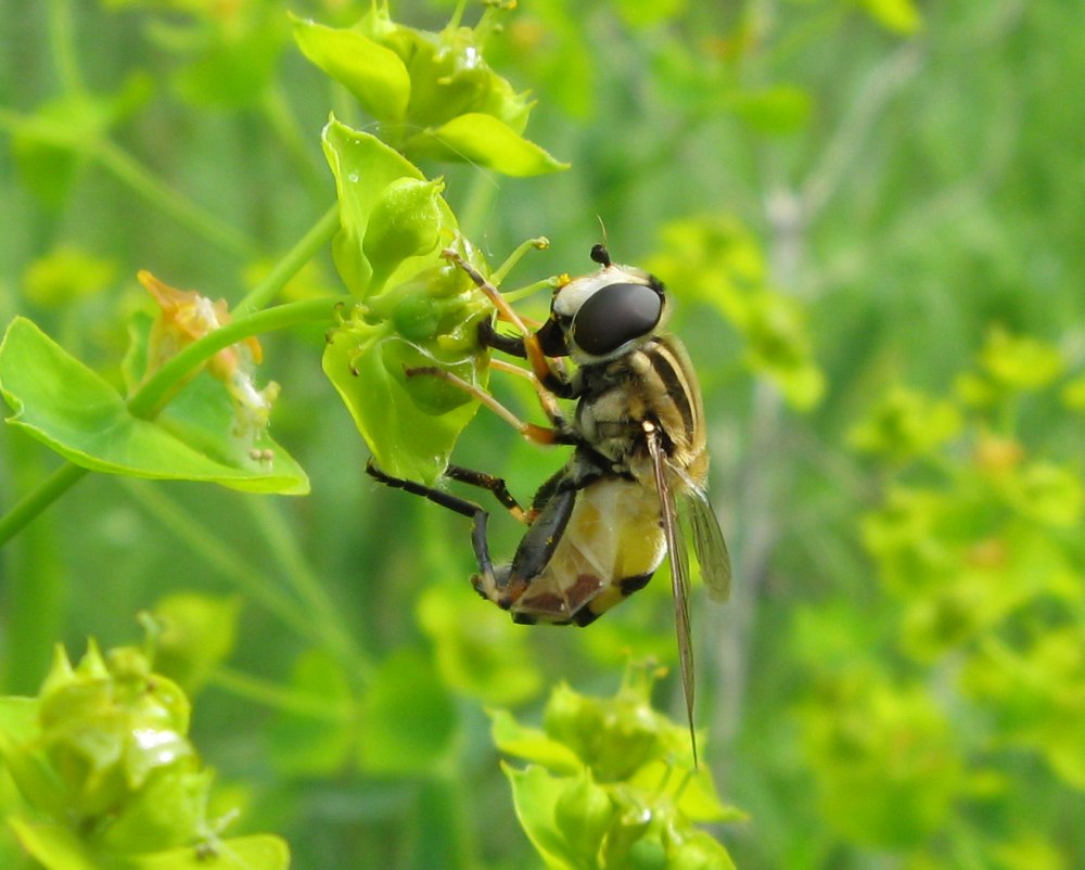 Журчалка Ильница