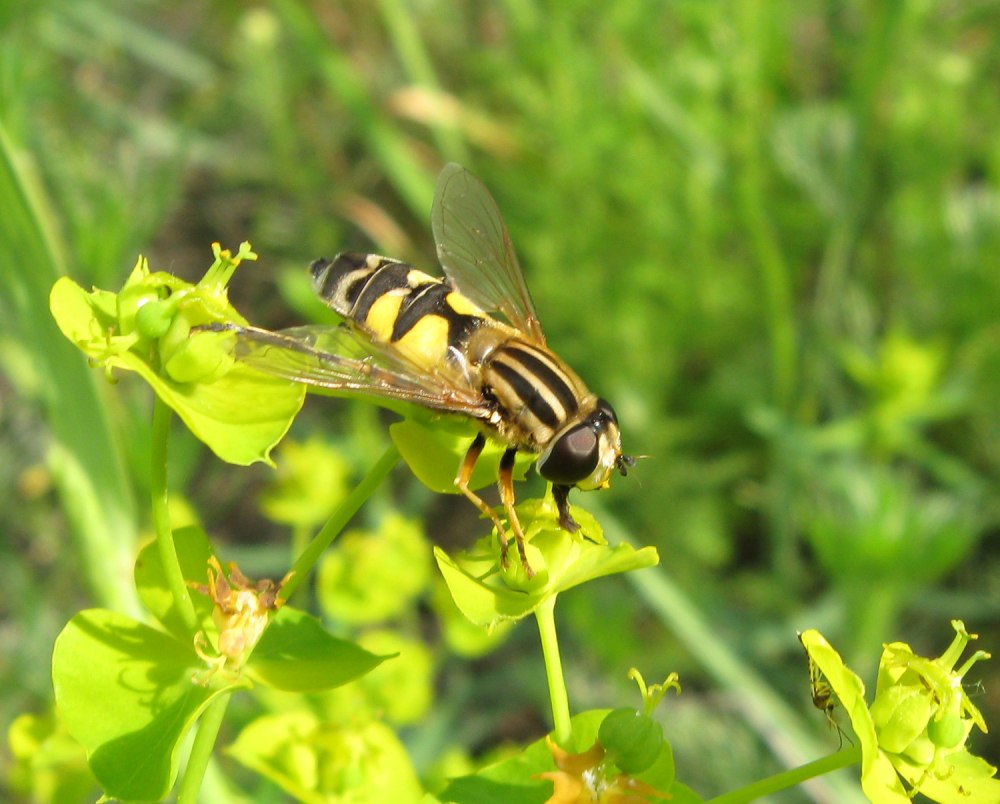 Журчалка трехполосая