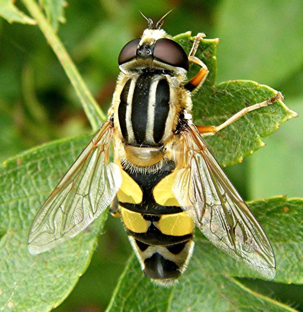 Helophilus trivittatus