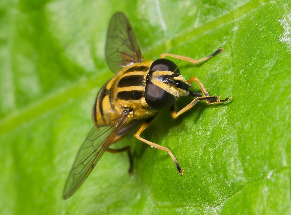 Helophilus affinis
