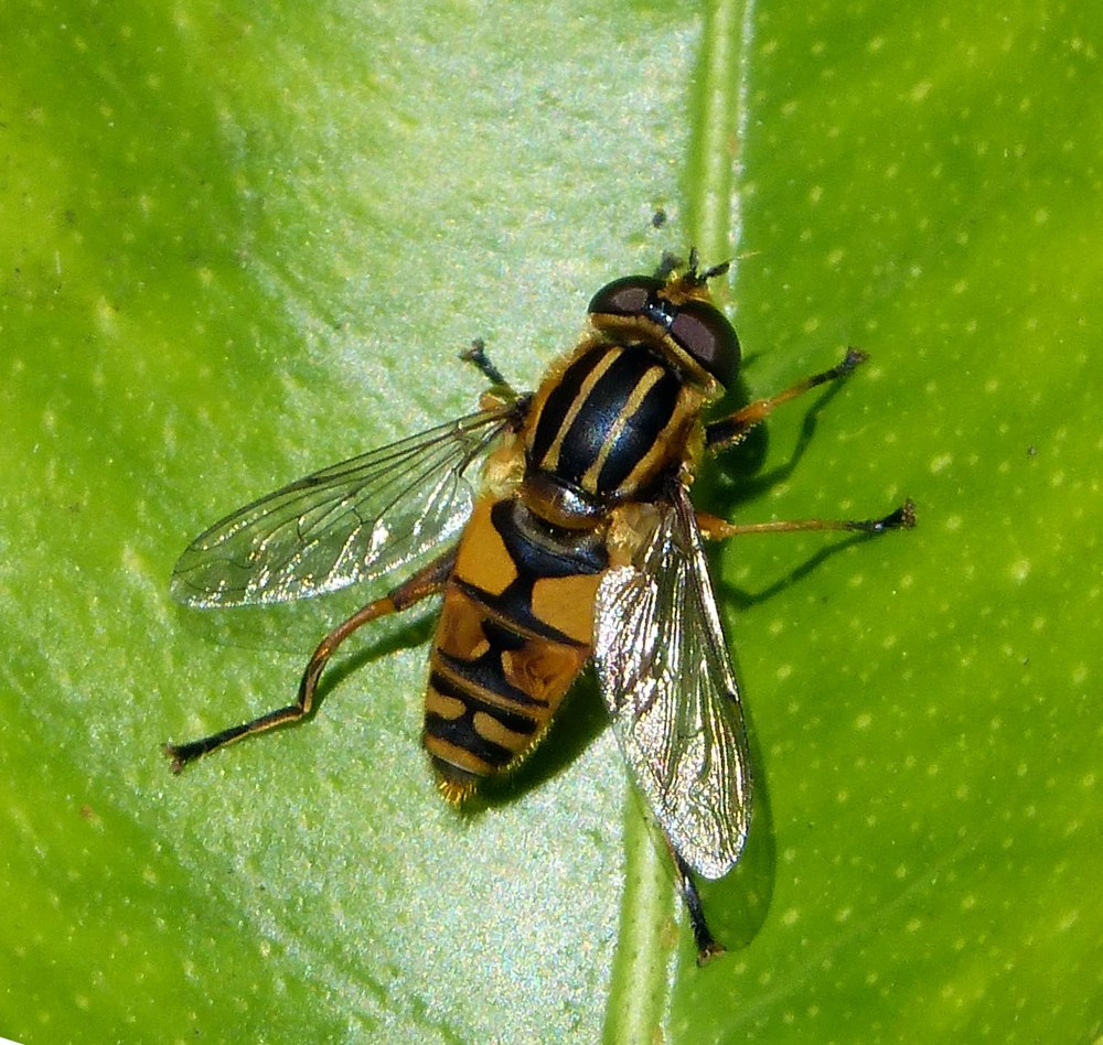 Helophilus pendulus