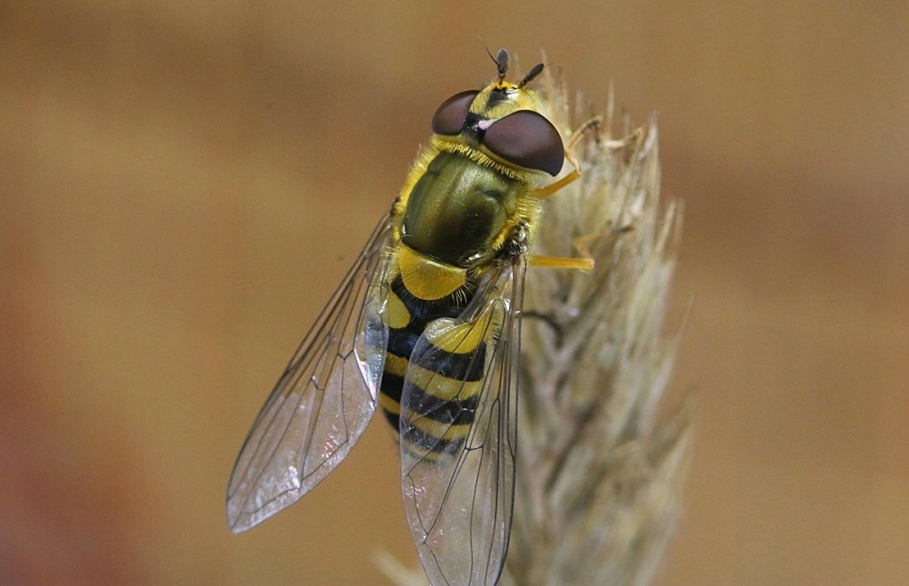 Муха-журчалка (сирфида)