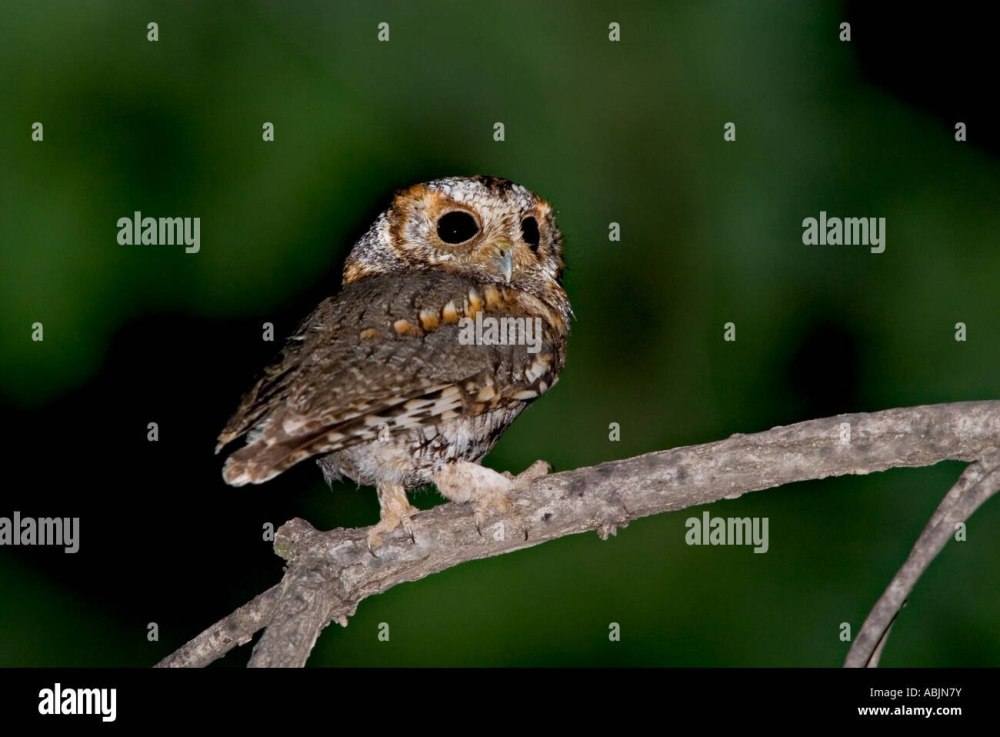 Flammulated Owl