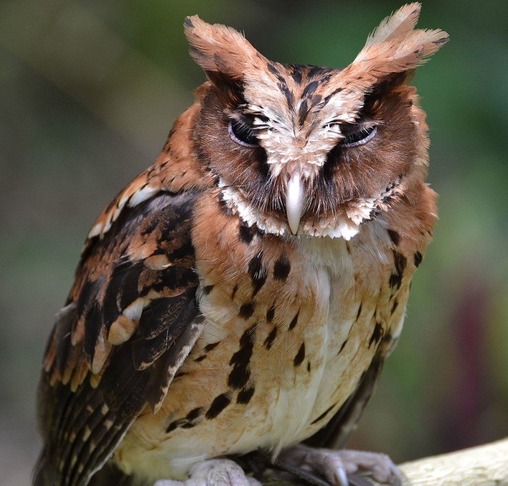 Otus gurneyi