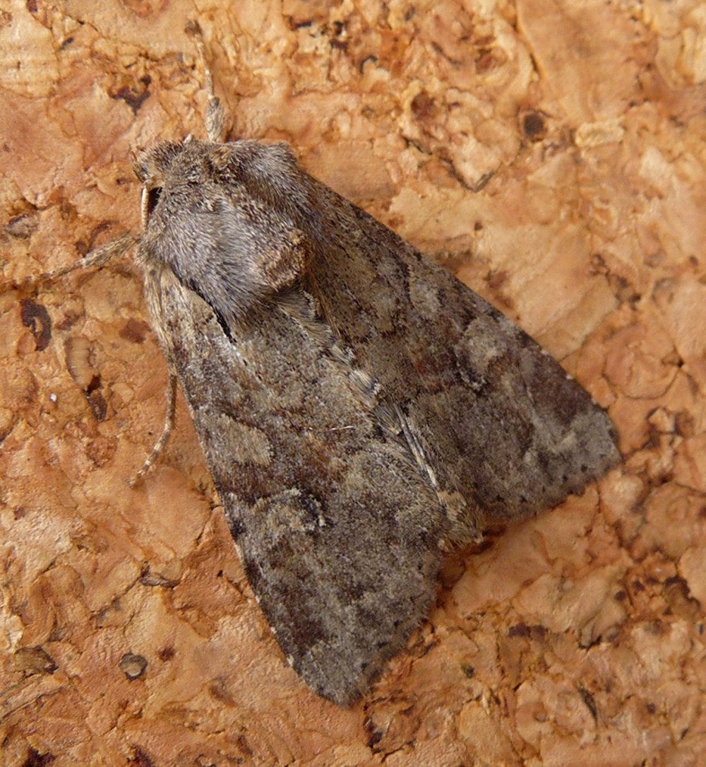 Orthosia incerta гусеница