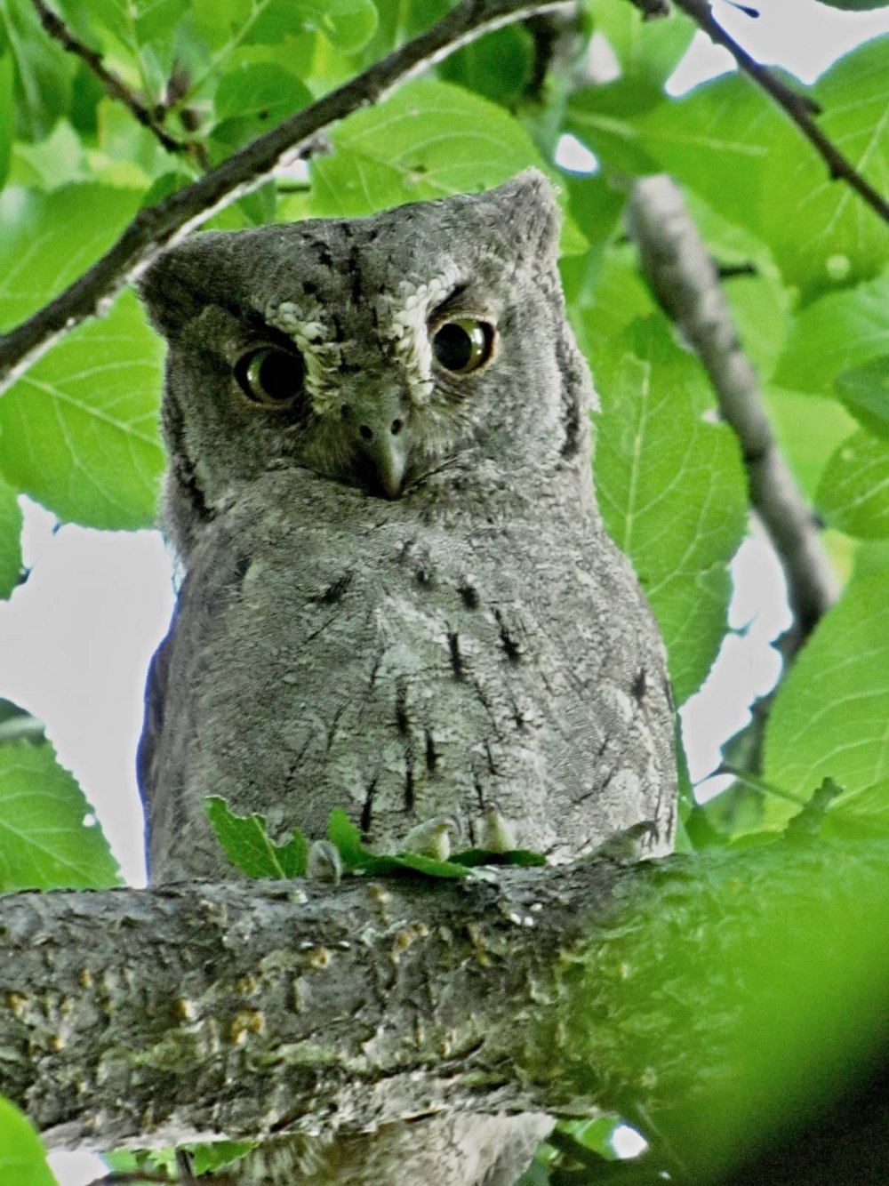 Сова сплюшка (Otus SCOPS)