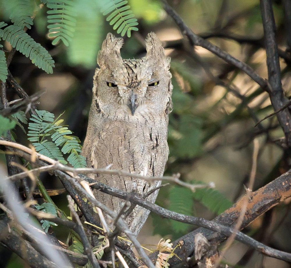 Otus pembaensis