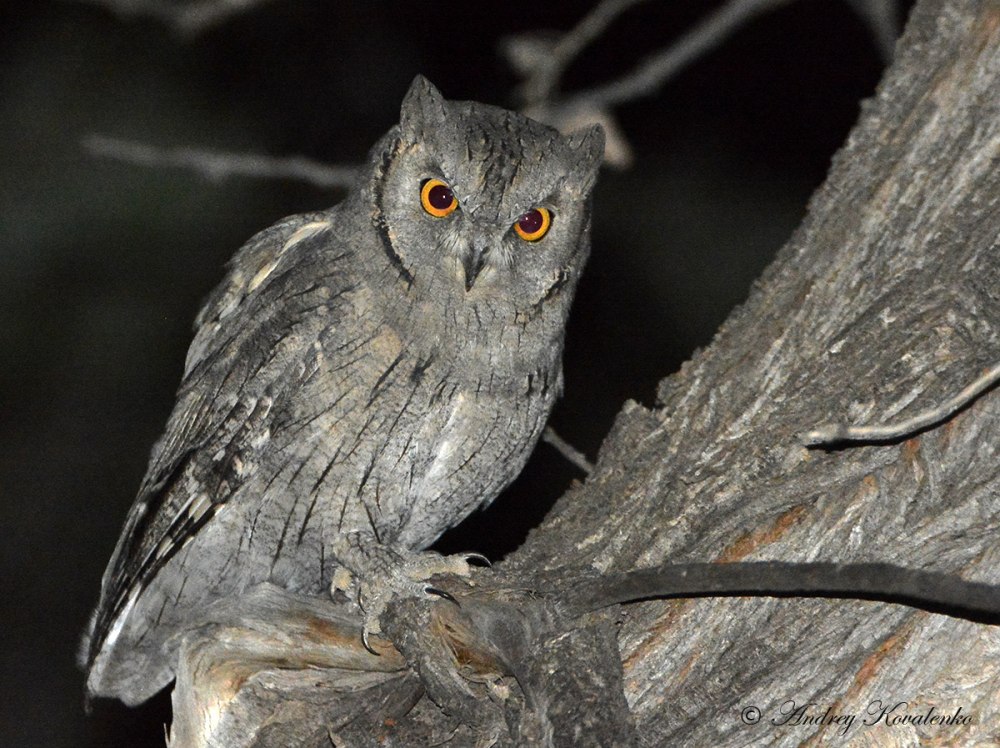 Otus brookii — малайская совка