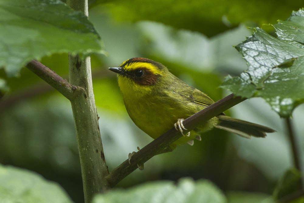 (Basileuterus leucoblepharus)