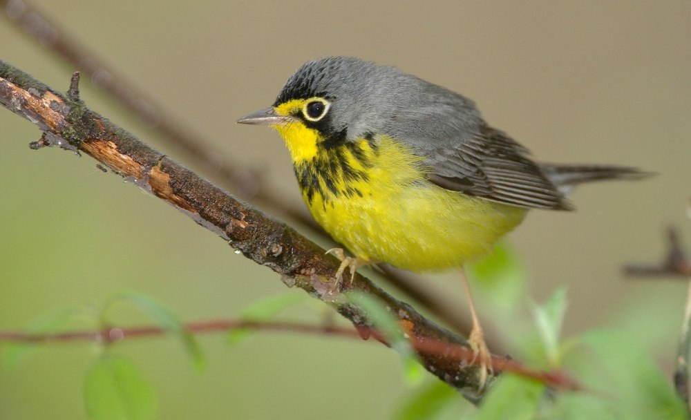 Warbler hat