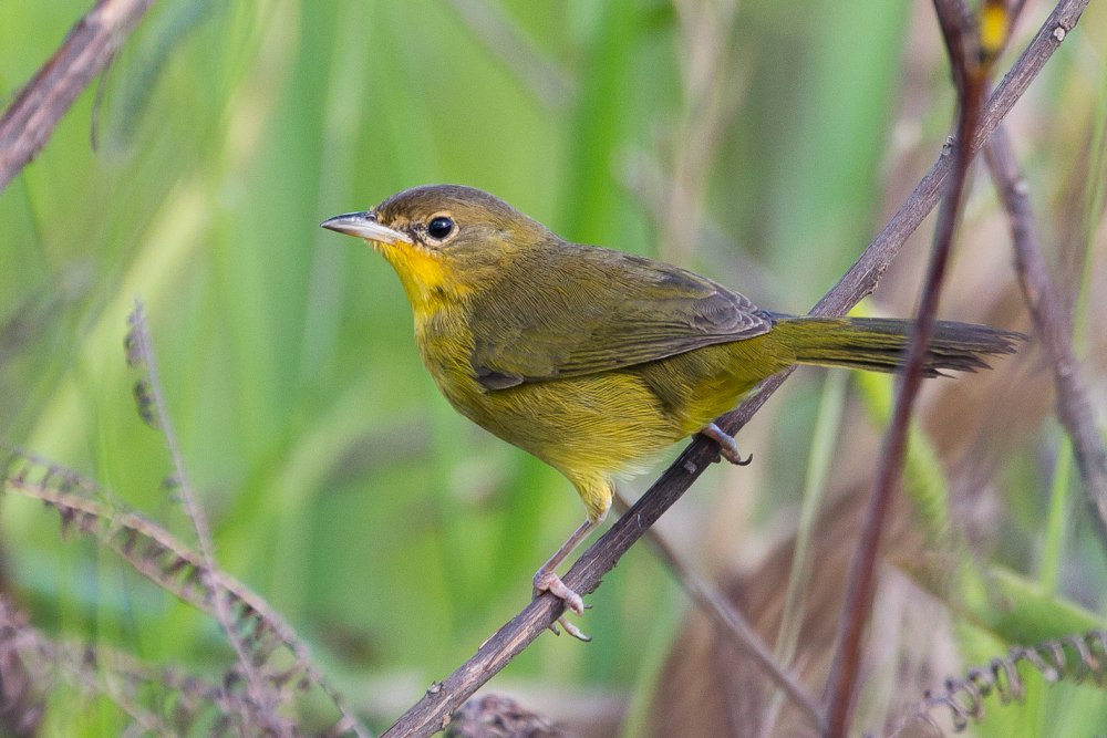 Певун Речной (Seiurus noveboracensis)