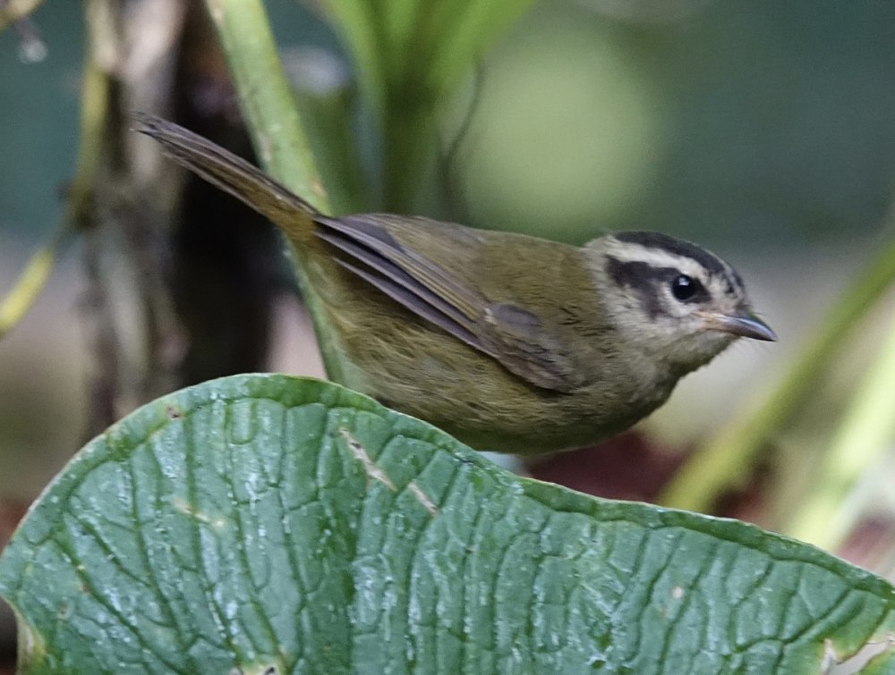 (Basileuterus leucoblepharus)