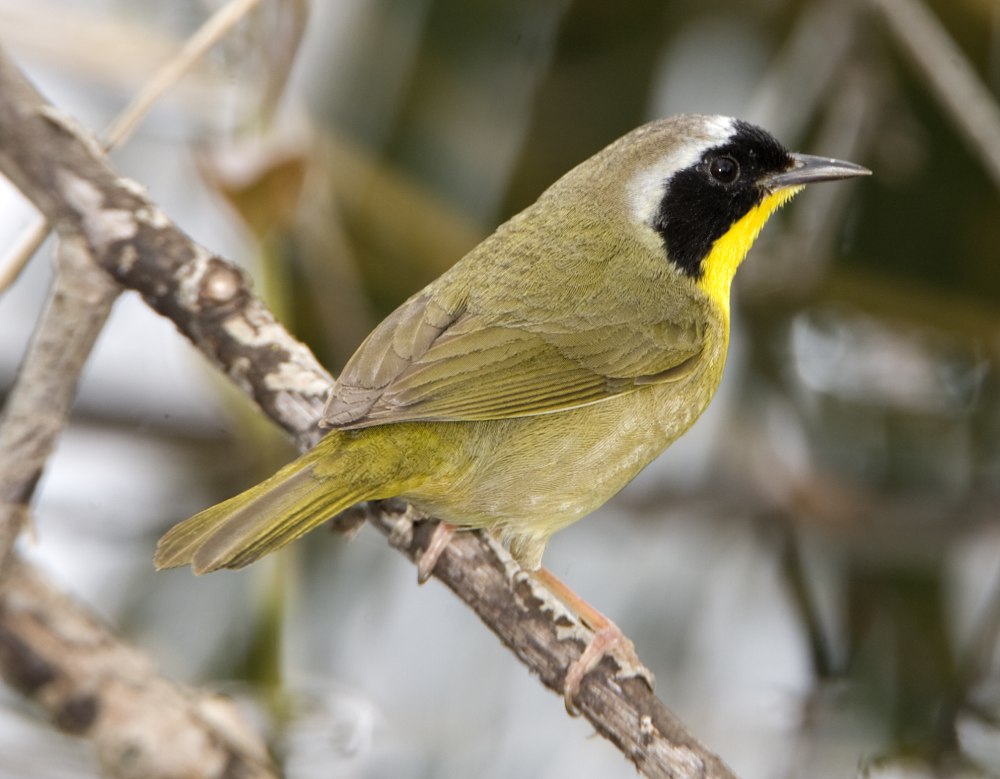 Желтогорлый певун (Geothlypis trichas)