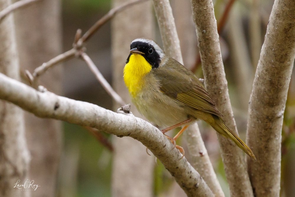 Желтогорлый певун (Geothlypis trichas)