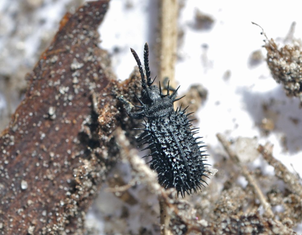Amaurochaete atra
