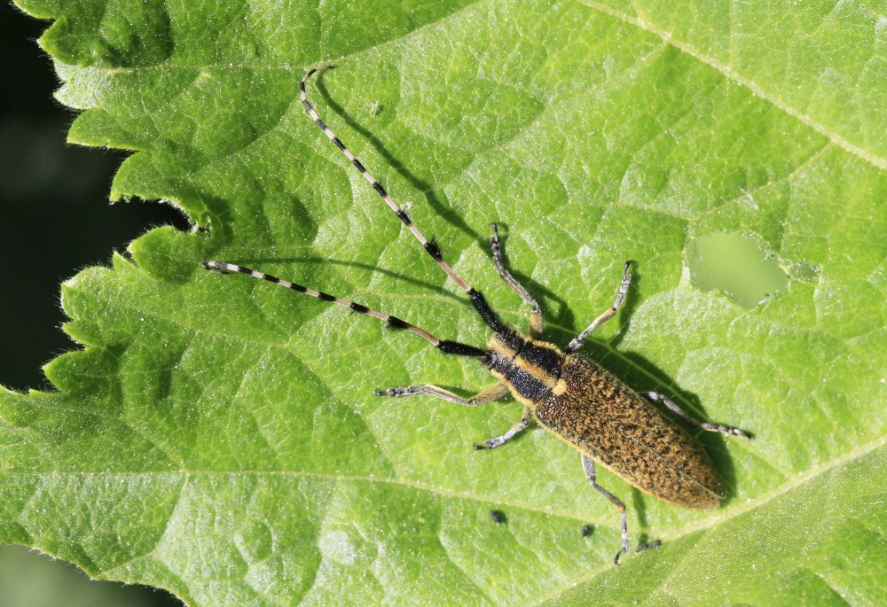 Подсолнечниковый усач Agapanthia Dahli