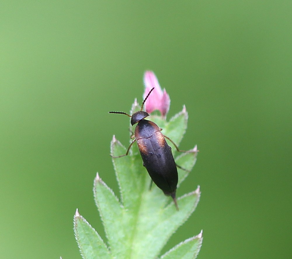 Mordellistena parvula