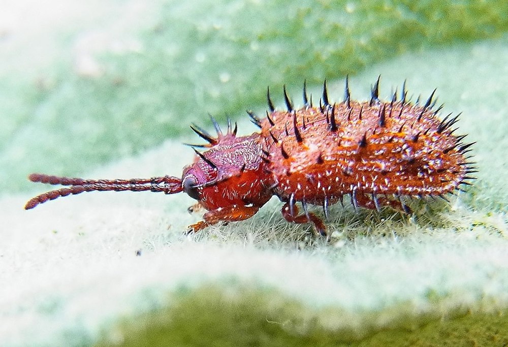 Dicladispa testacea