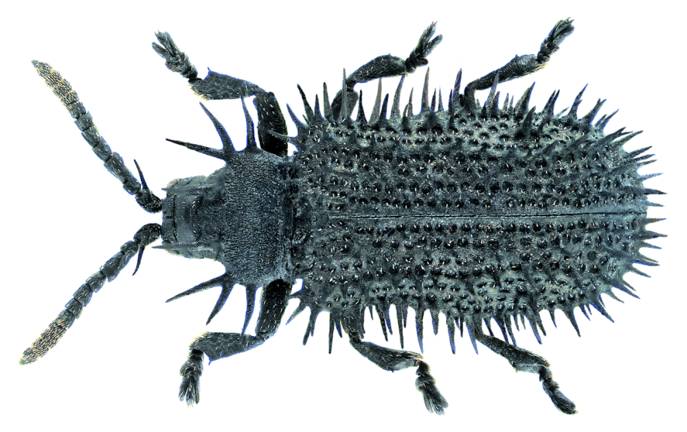 Elodes minutus (Linnaeus, 1767)