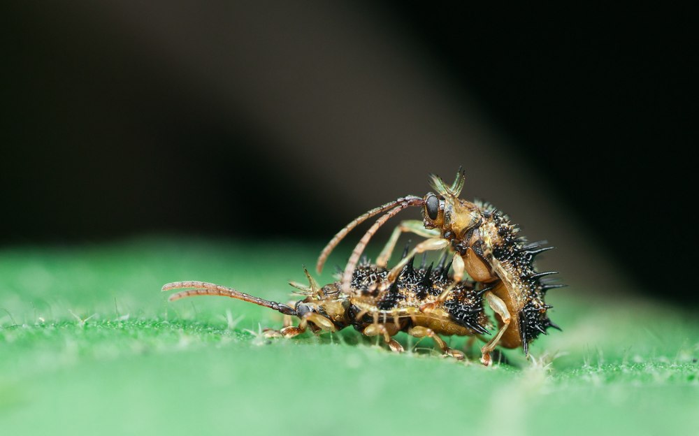Spiny Beetle Mario