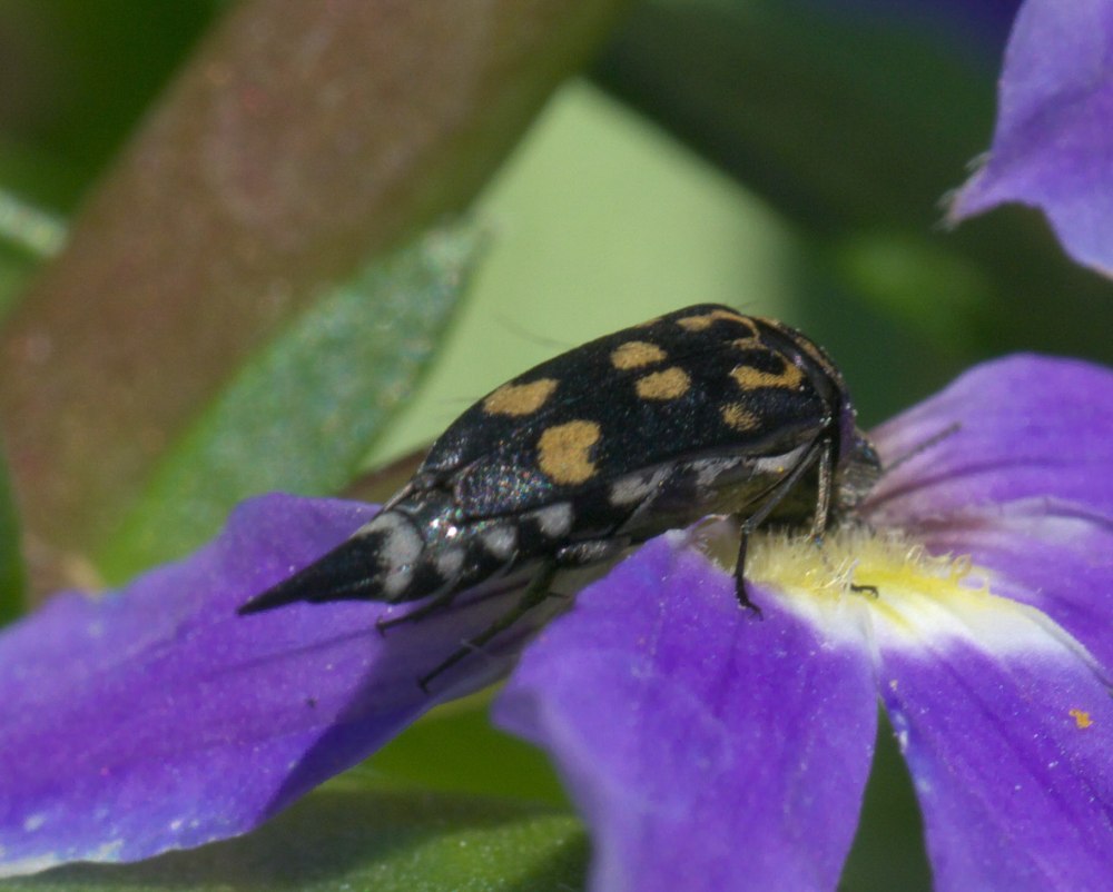 Myennis octopunctata