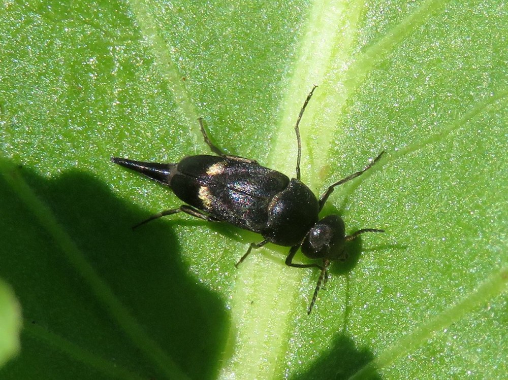 Mordellistena parvula
