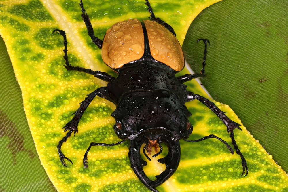 Hemisodorcus rubrofemoratus