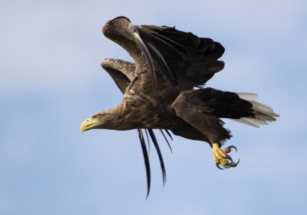 Haliaeetus albicilla
