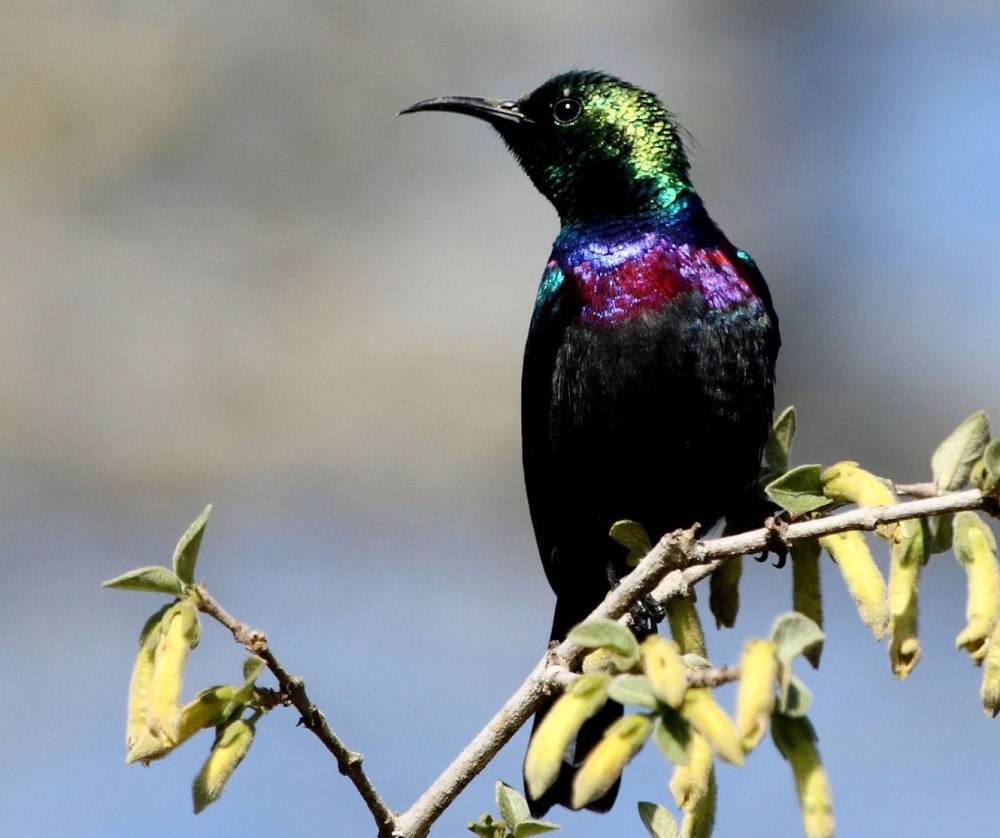 Sunbird III