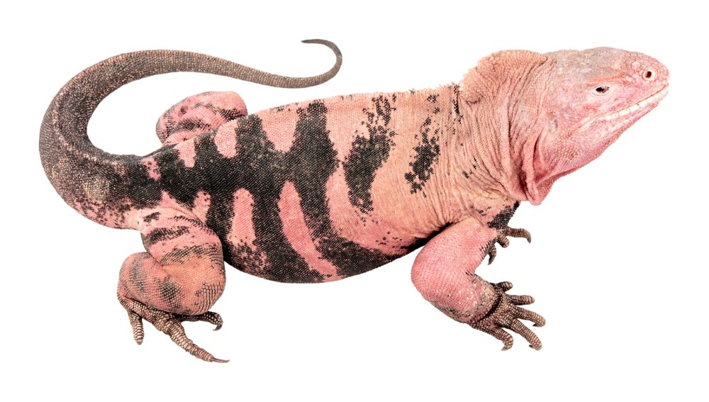 Розовая игуана Conolophus Marthae.