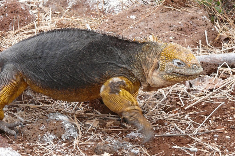 Conolophus subcristatus