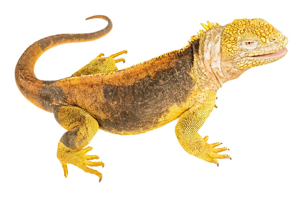 Conolophus subcristatus