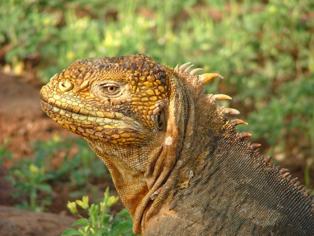 Land Iguana