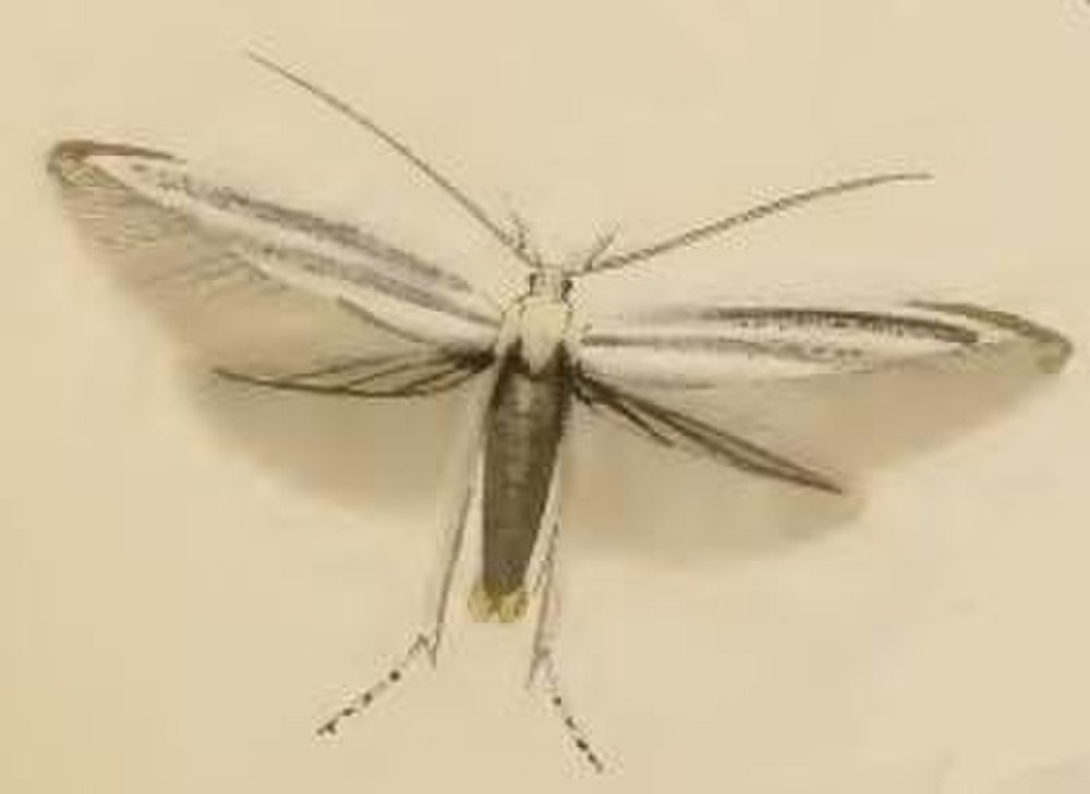 Eupitheria abietaria GEOZE повреждения