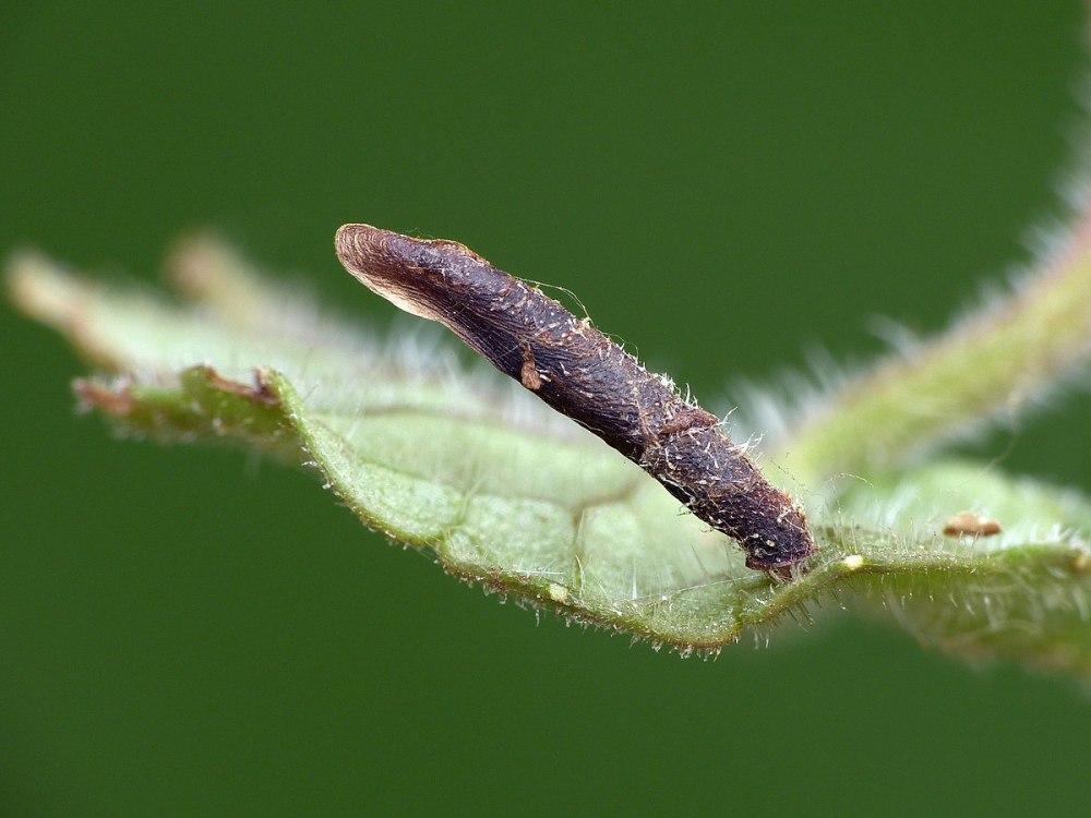 Coleophora Hemerobiola fil