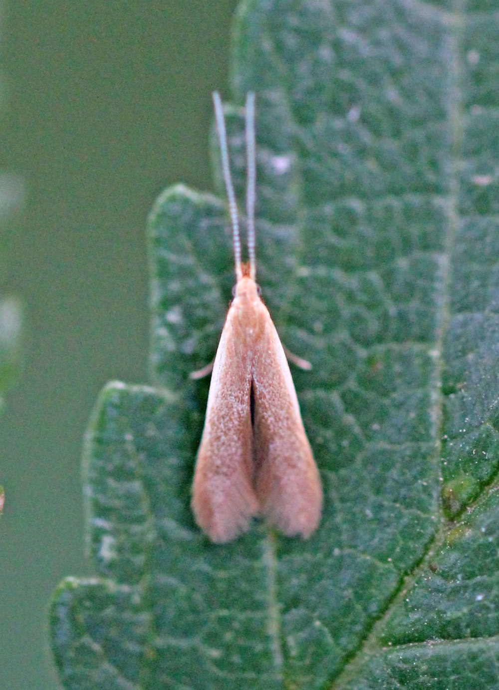 Coleophora peribenanderi
