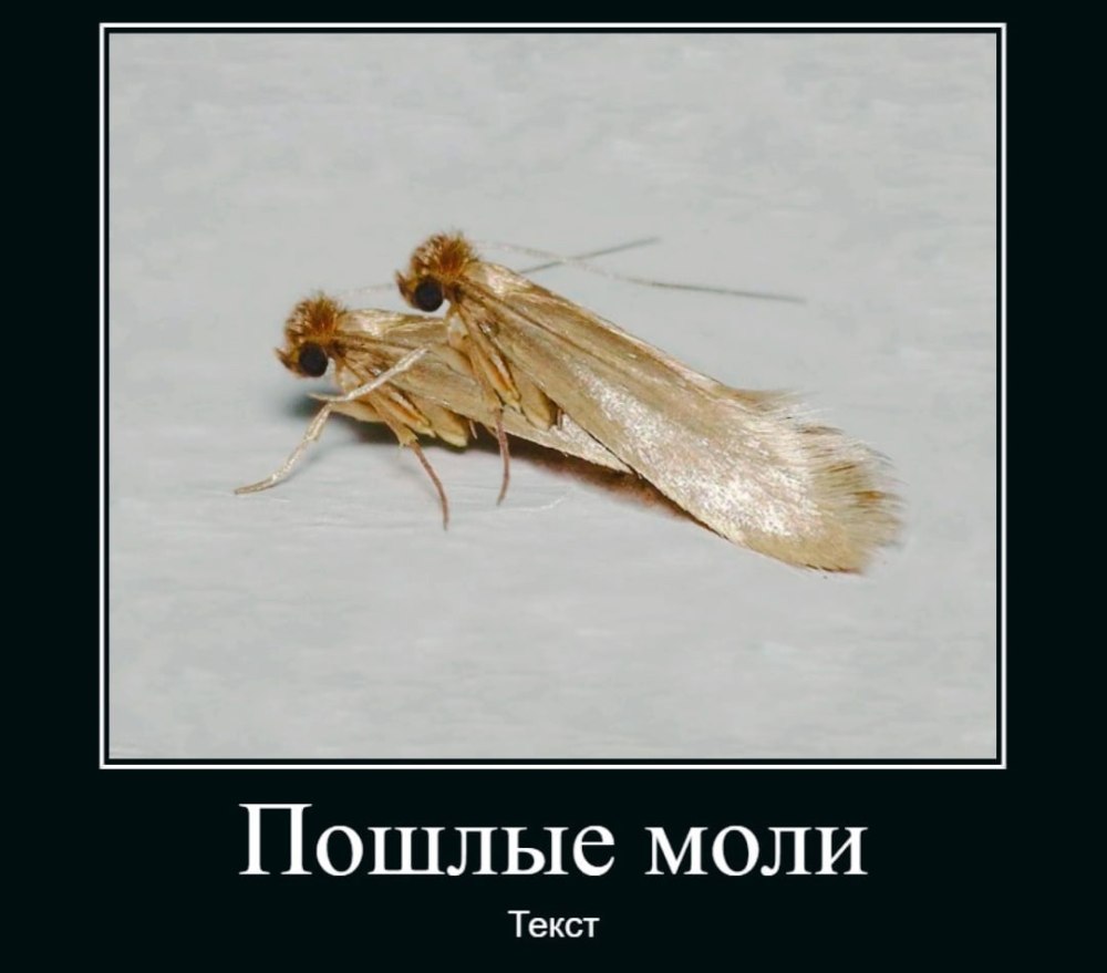 Моль Мем