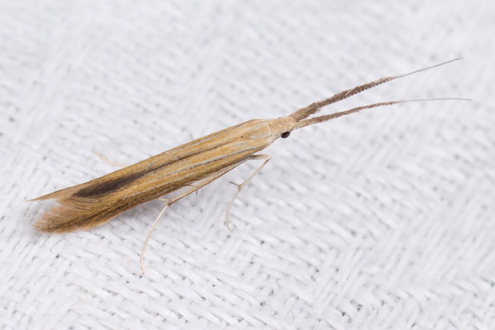 Lepidoptera, Coleophoridae