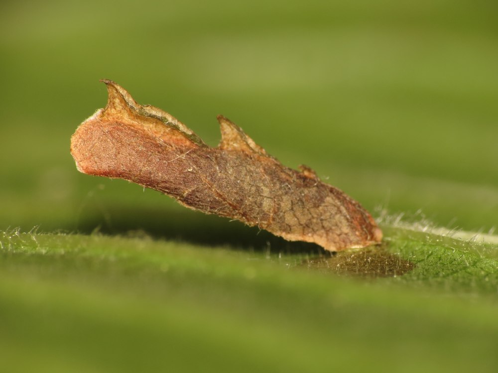 Чехлоноска Coleophora deaueratella