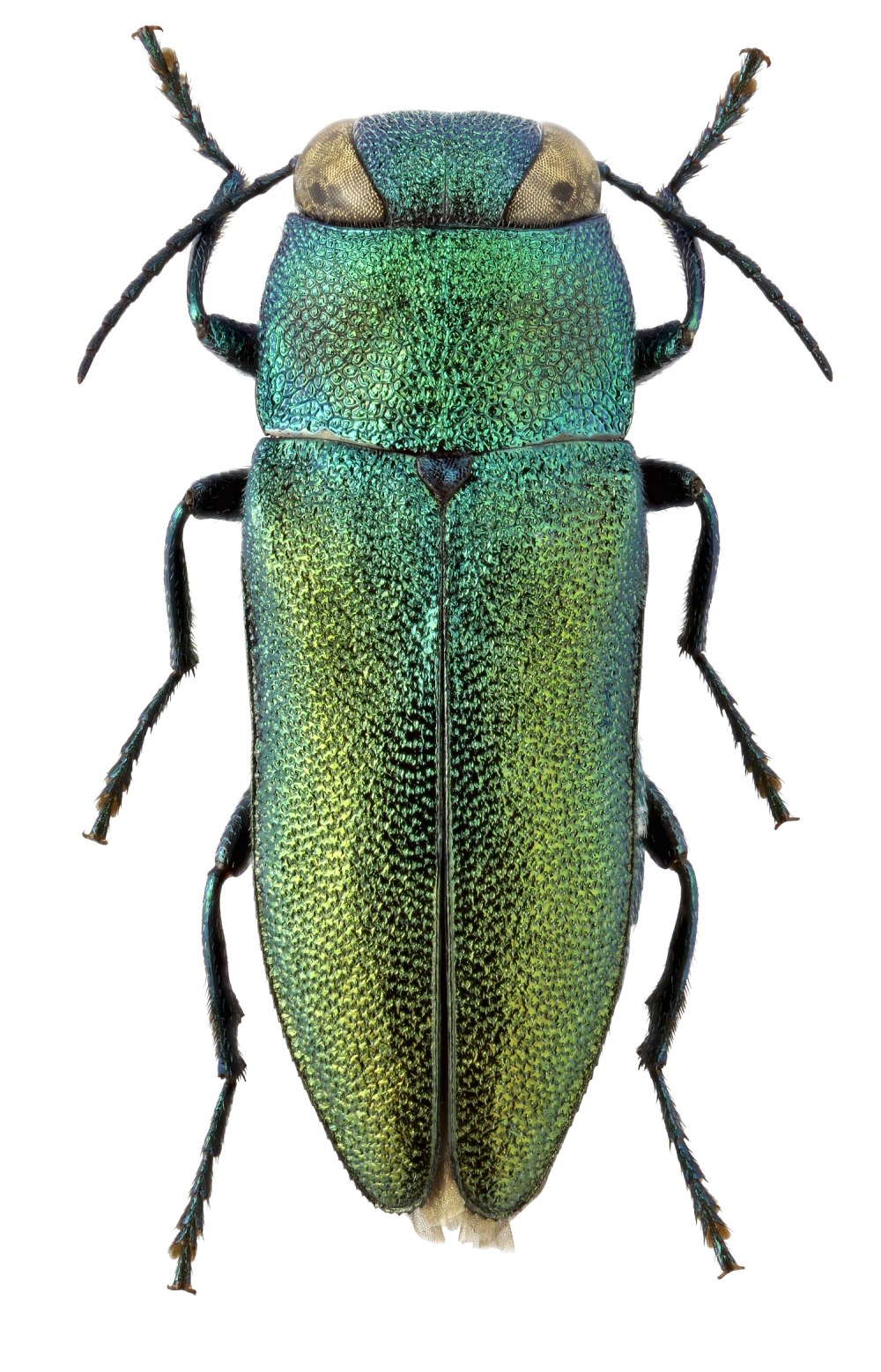 Anthaxia quadripunctata (Buprestidae)