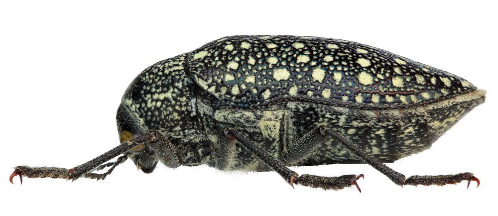 Julodis aequinoctialis
