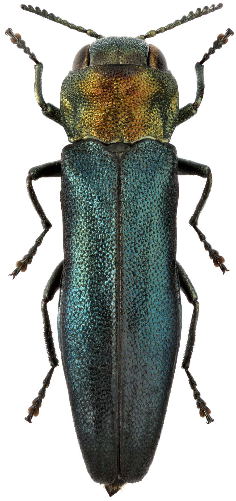 Agrilus pratensis