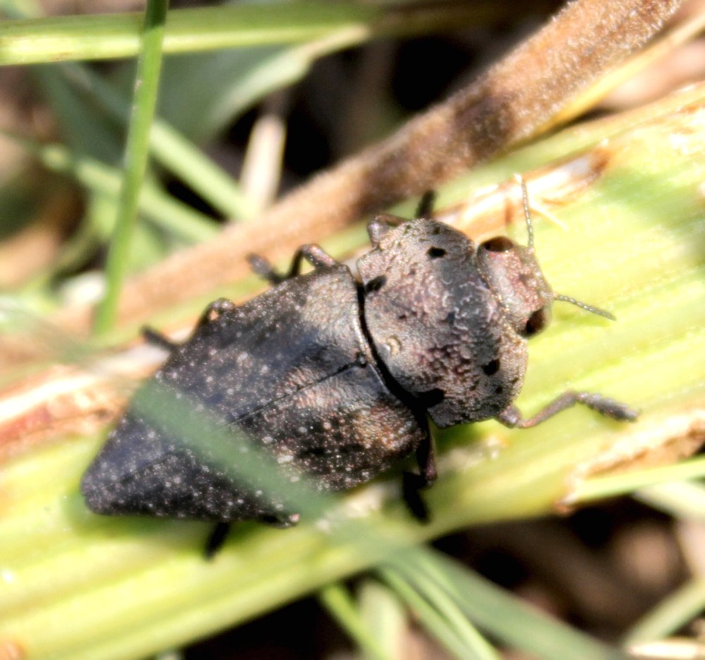 Capnodis tenebricosa