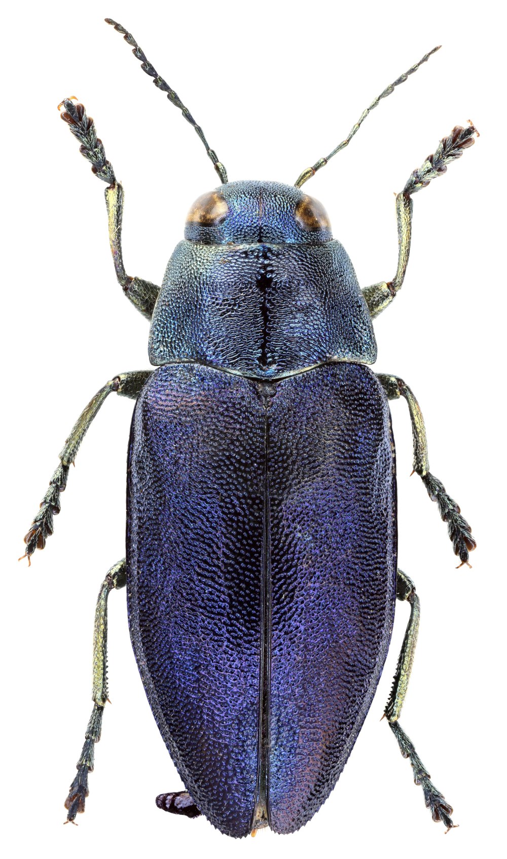 Phaenops guttulata