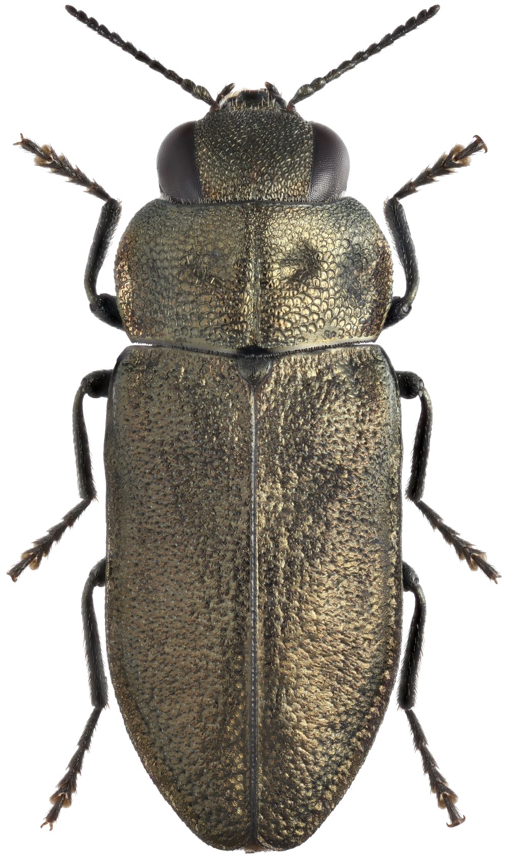 Anthaxia quadripunctata